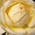 Jaune - Rosiers floribunda - Lemon™